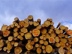 HD DOLLY: Forest Industry Stock Footage
