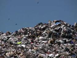 Birds Flying Over Fresh Pile of Garbage at the Landfill Stock Footage