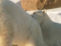MS TU SLO MO Two polar bears playing and fighting with each other / Churchill, Manitoba, Canada Stock Footage