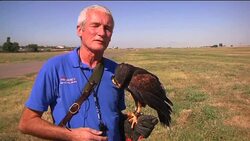 Birds of prey keep US Airforce runways safe News Clip