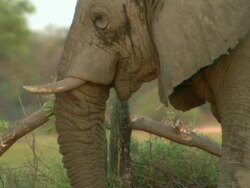 MS PAN Elephant grazing in tall green grass at sunrise / Okavango Delta, North West District, Botswana Stock Footage