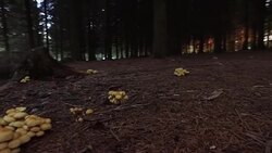 Picking mushrooms Stock Footage