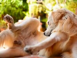 Golden Retriever Dog Scratching His Itchy Skin Stock Footage