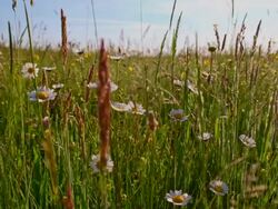 DS Spring flowers in the meadow Stock Footage