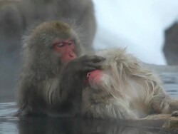 Japanese Macaques ( Macaca Fuscata ) monkeys, Jigokudani nature reserve, Chubu, Japan, Asia Stock Footage