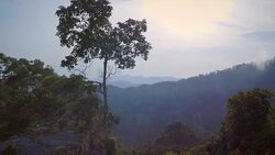 Tropical rainforest canopy Stock Footage