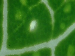 ECU Mopane leaf, Colophospermum mopane, Botswana, Africa Stock Footage