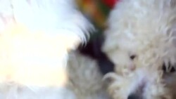 White dog Stock Footage