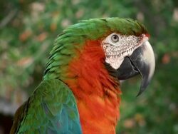 Macaw Red Green Stock Footage
