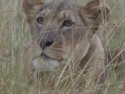 CU Shot of lioness / Tanzania Stock Footage
