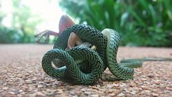 Tree Snake eating Bull Frog in Epic battle for survival.  This footage highlights particular strategies adopted by animals in the wild for their success and survival. Stock Footage