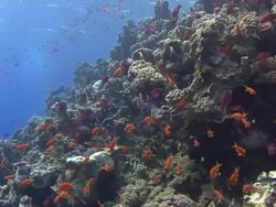 Coral Reef Wall Stock Footage