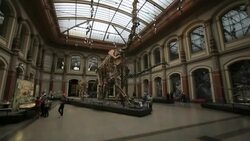 Huge Dinosaur at Berlin natural history museum Stock Footage