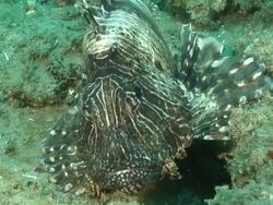 CU Devil fire fish lying on sea floor covered with seaweed / Matola, Maputo, Mozambique / Matola, Maputo, Mozambique Stock Footage