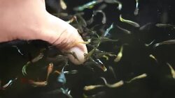 Small fish nibble . Stock Footage