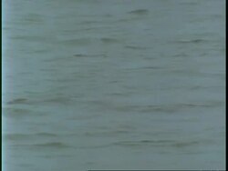 CU bubbles from Hippopotamus surfacing on water, Uganda, Africa Stock Footage