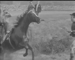 CZECH STEEPLECHASE News Clip