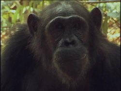 CU, TU, Chimpanzee (Pan troglodytes) eating fruits, headshot, Gombe Stream National Park, Tanzania Stock Footage
