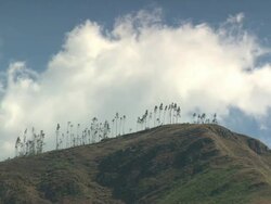"Timelapse of tall, skinny trees on hilltop, blowing in the wind, white clouds moving across blue sky, rural Amazonas region of Peru [PerÃƒÂº]" Stock Footage