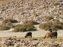 WS Shot of , Puna grassland Lama Glama grazing on Altiplano Puna grassland in Andes mountains / San Pedro de Atacama, Norte Grande, Chile Stock Footage