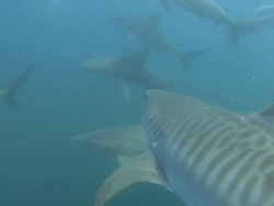 Tiger Shark (Galeocerdo cuvier) Stock Footage