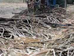 Harvest Sugarcane Stock Footage