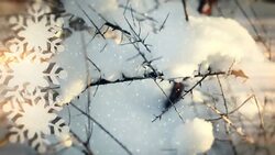Winter nature background loop Stock Footage