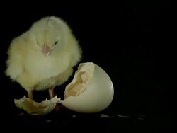 CU Fluffy yellow chick standing next to broken egg shell, black background Stock Footage