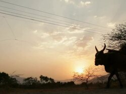 Farmer riding an ox cart Stock Footage