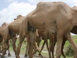 Group of camels walking in the middle of road Stock Footage