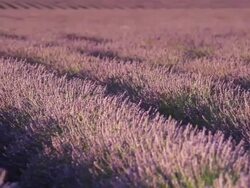 MS PAN Shot of deep purple lavender rows surrounded by bees / France Stock Footage