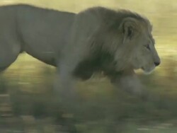 MS TS Lion running through floodplain grasslands with intent / Okavango Delta, North West District, Botswana Stock Footage