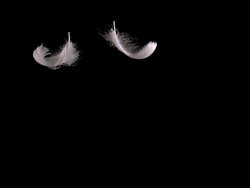MS SLO MO Shot of two white feathers falling against black background / Calvados, Normandy, France Stock Footage