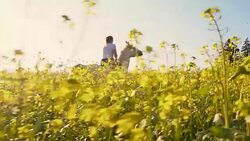 SLO MO Woman riding horse through canola field Stock Footage