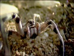 Wolf spider (family Lycosidae), Andalusia, Southern Spain Stock Footage