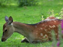 Sika Deer Stock Footage