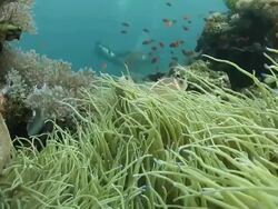 Pink skunk clownfish hides in the anemone Stock Footage
