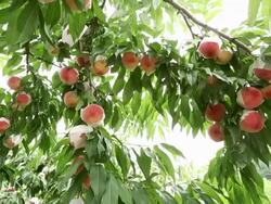 MS POV Peaches are hanging on tree in peach orchard / Andong, Gyeongsangbuk do, South Korea Stock Footage