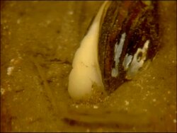 Freshwater mussel digging in to river bed, River Yeguas, Sierra Morena, Andalucia, Southern Spain Stock Footage