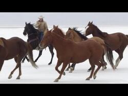 Slow motion of horses running. Stock Footage