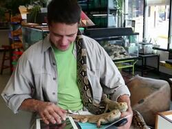 MS Pet shop owner working on his tablet and holding his reptiles / Santa Fe, New Mexico, United States Stock Footage