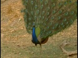 Peacock (Pavo cristatus) male raising feathe train in courting display, Bandhavgarh National Park, India Stock Footage