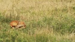 Young roe Stock Footage