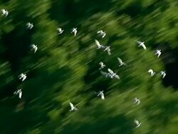 Medium  aerial pan-right tilt-up - A flock of pigeons flies past tall, green trees. /  USA Stock Footage