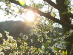 HD DOLLY: Plum Blossom Tree At Sunset Stock Footage