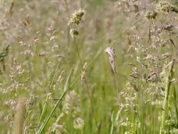 Wildflowers in swamp landscape, summer field, early morning Stock Footage