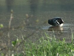 HD: A duck in water Stock Footage