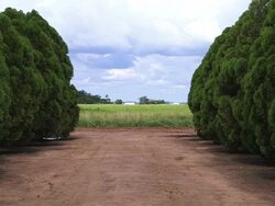 WS Shot of farmland / Manitoba Community, Close to Santa Cruz de la Sierra, Bolivia Stock Footage