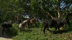 herd of cows at farm Stock Footage