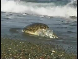 Dead Green Turtle (Chelonia mydas), Cyprus (with audio) Stock Footage